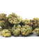 Candyland Kush Smalls | twigOG THCa Hemp Flower